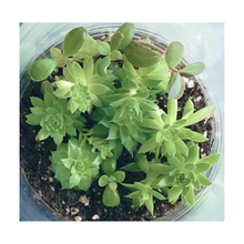 Load image into Gallery viewer, Potting Shed Creations Succulents Terrarium