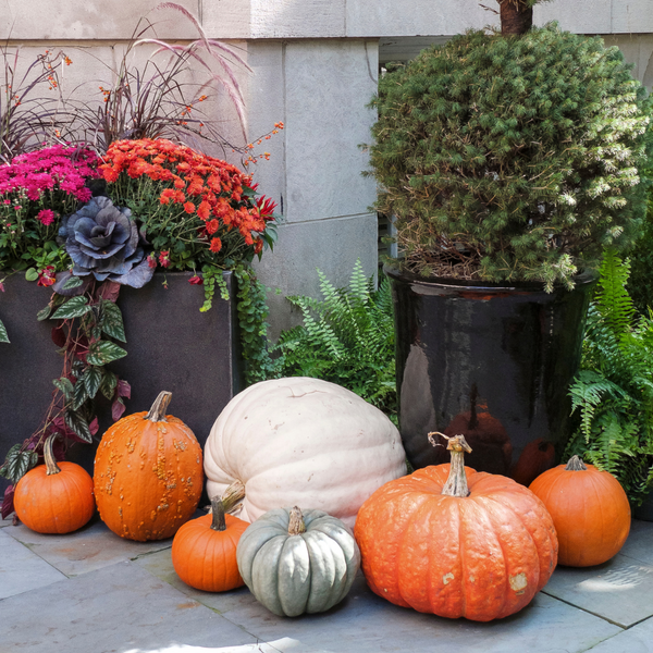 Spooktacularly Sustainable: Green Halloween Tips for Eco-Conscious People